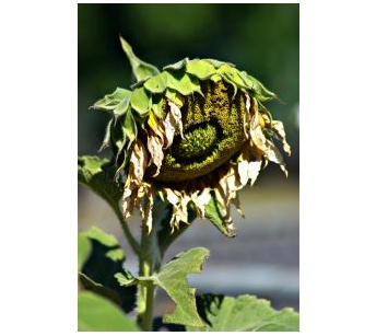 dead sunflower